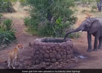 Elephant Sprays Water On Lioness To Scare Her Off See What The Lioness Did Then Internet Is Stunned