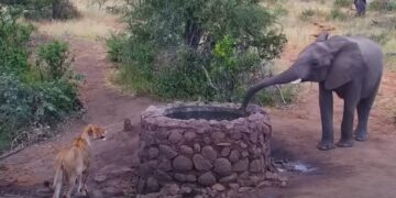 Elephant Sprays Water On Lioness To Scare Her Off See What The Lioness Did Then Internet Is Stunned