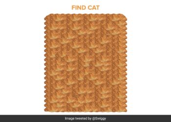 Can You Find A Cat In This Pic Shared By Swiggy See Viral Brain Teaser Puzzle