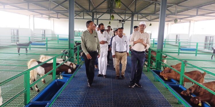 राष्ट्रीय पशुधन मिशन योजना से लाभान्वित संजय चौहान दे रहे प्रधानमंत्री एवं मुख्यमंत्री जी को धन्यवाद