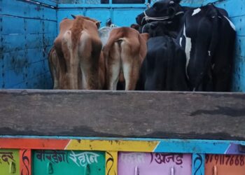 गौवंश तस्कर पर बड़वानी पुलिस का कड़ा प्रहार
