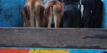 गौवंश तस्कर पर बड़वानी पुलिस का कड़ा प्रहार