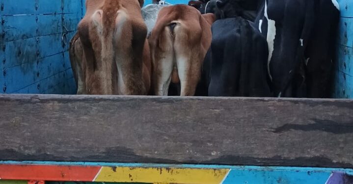 गौवंश तस्कर पर बड़वानी पुलिस का कड़ा प्रहार