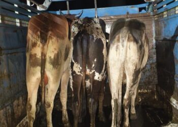 थाना निवाली पुलिस की गौ-तस्करी पर बड़ी कार्यवाही