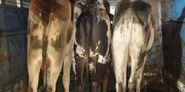 थाना निवाली पुलिस की गौ-तस्करी पर बड़ी कार्यवाही