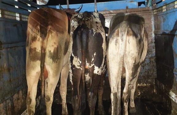 थाना निवाली पुलिस की गौ-तस्करी पर बड़ी कार्यवाही